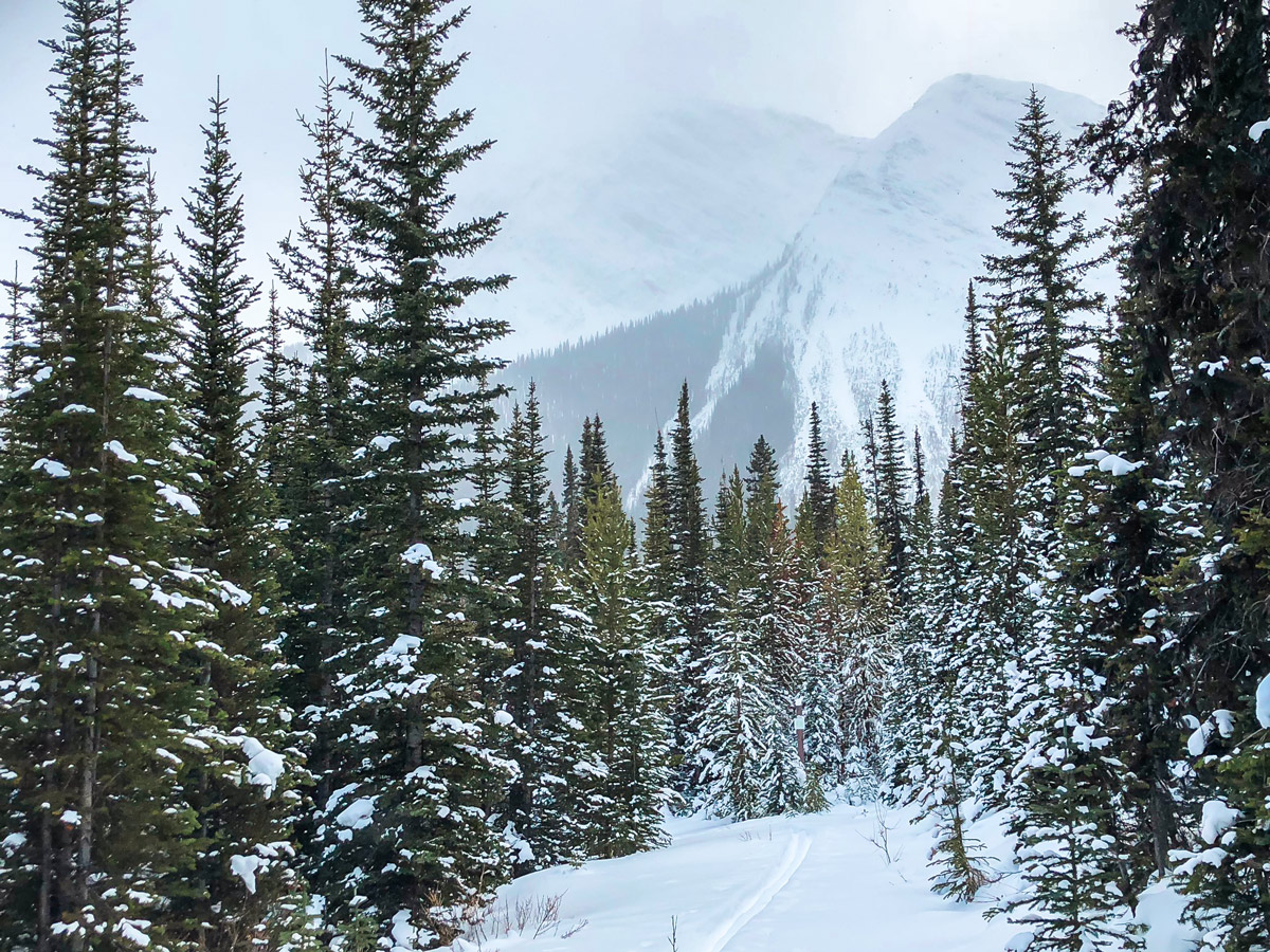 Snowing on Mt Shark XC ski trail near Kananaskis and Canmore in the Canadian Rockies