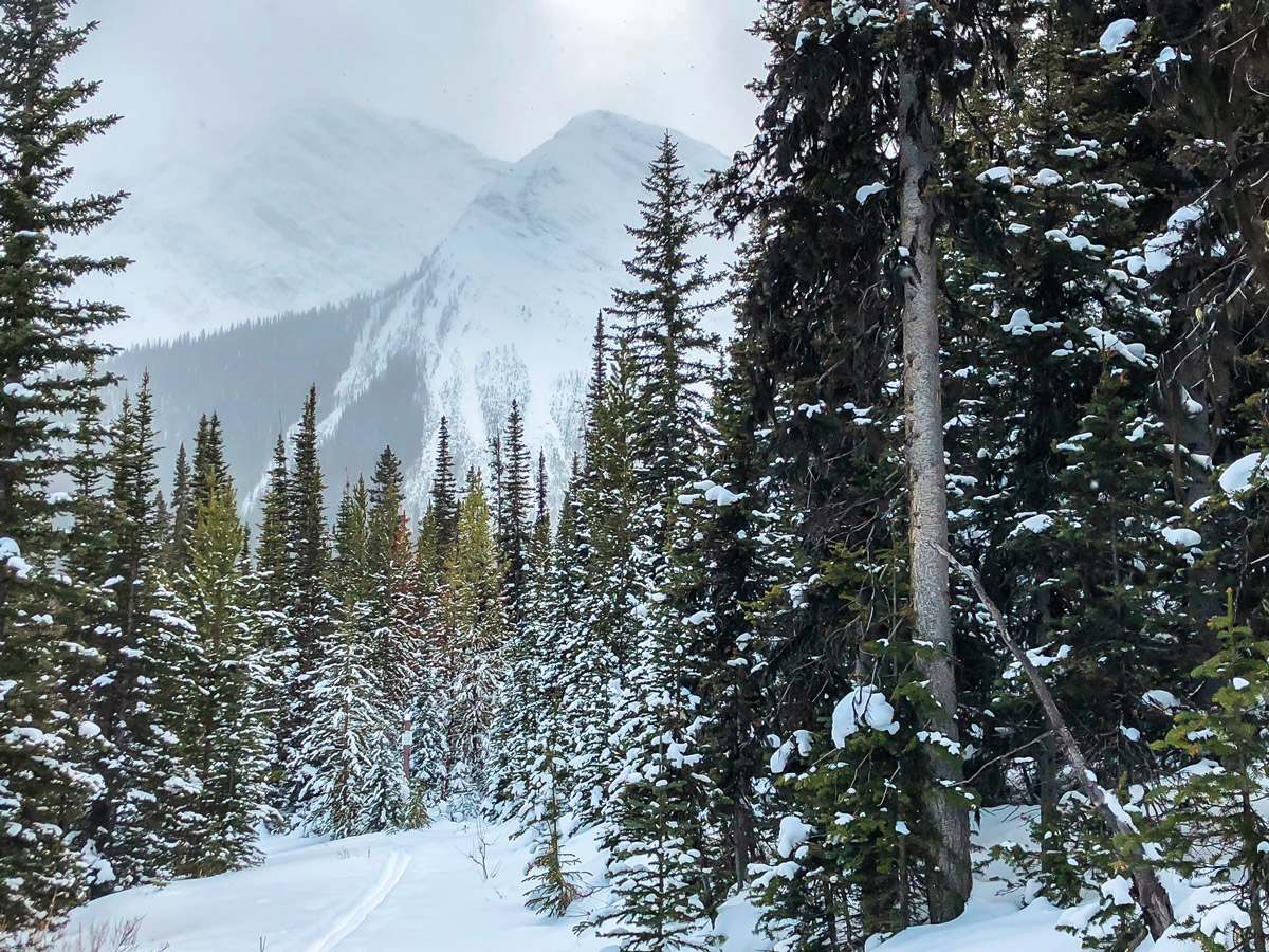 Skiing on Mt Shark XC ski trail near Kananaskis and Canmore in the Canadian Rockies