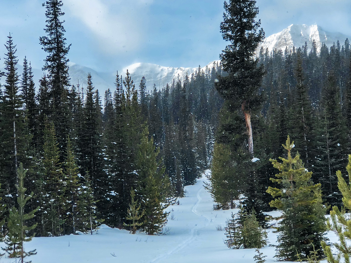 Path through the forest on Mt Shark XC ski trail near Kananaskis and Canmore in the Canadian Rockies