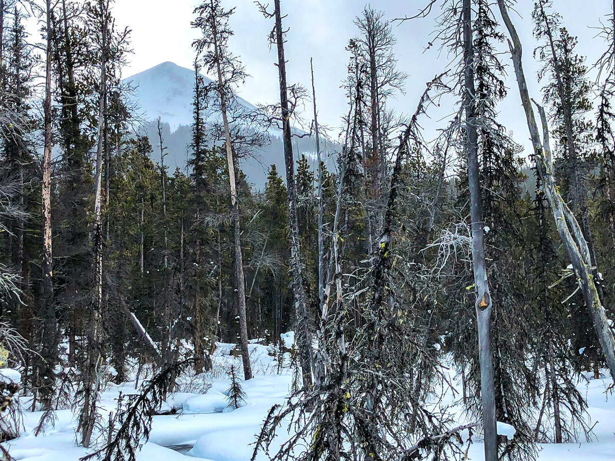 Woods along the path on Mt Shark XC ski trail near Kananaskis and Canmore in the Canadian Rockies