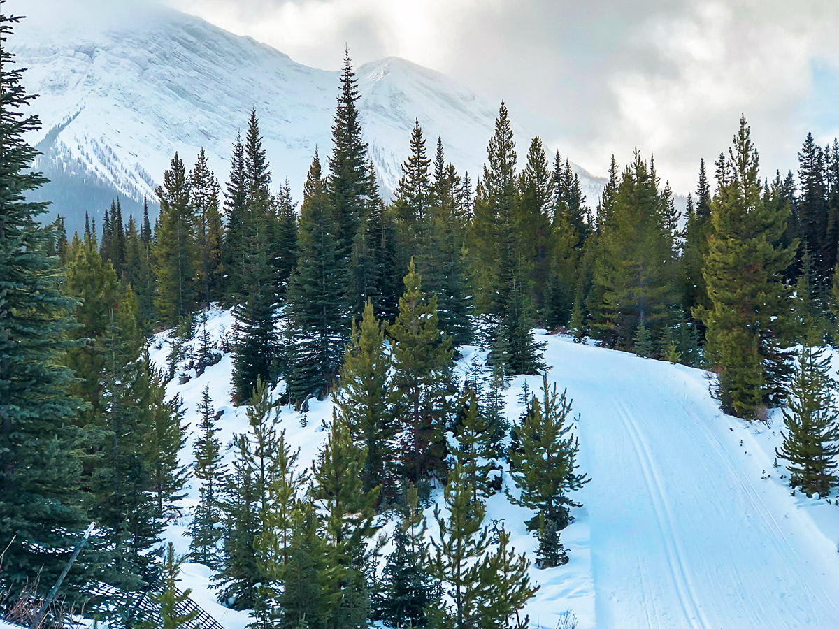 Beautiful winter scenery on Mt Shark XC ski trail near Kananaskis and Canmore in the Canadian Rockies