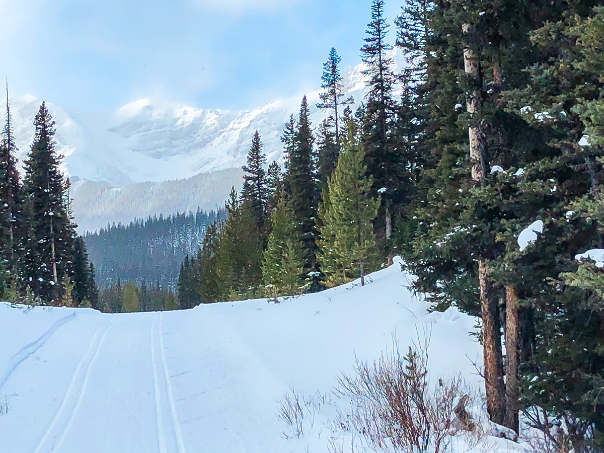 Snow on Mt Shark XC ski trail near Kananaskis and Canmore in the Canadian Rockies