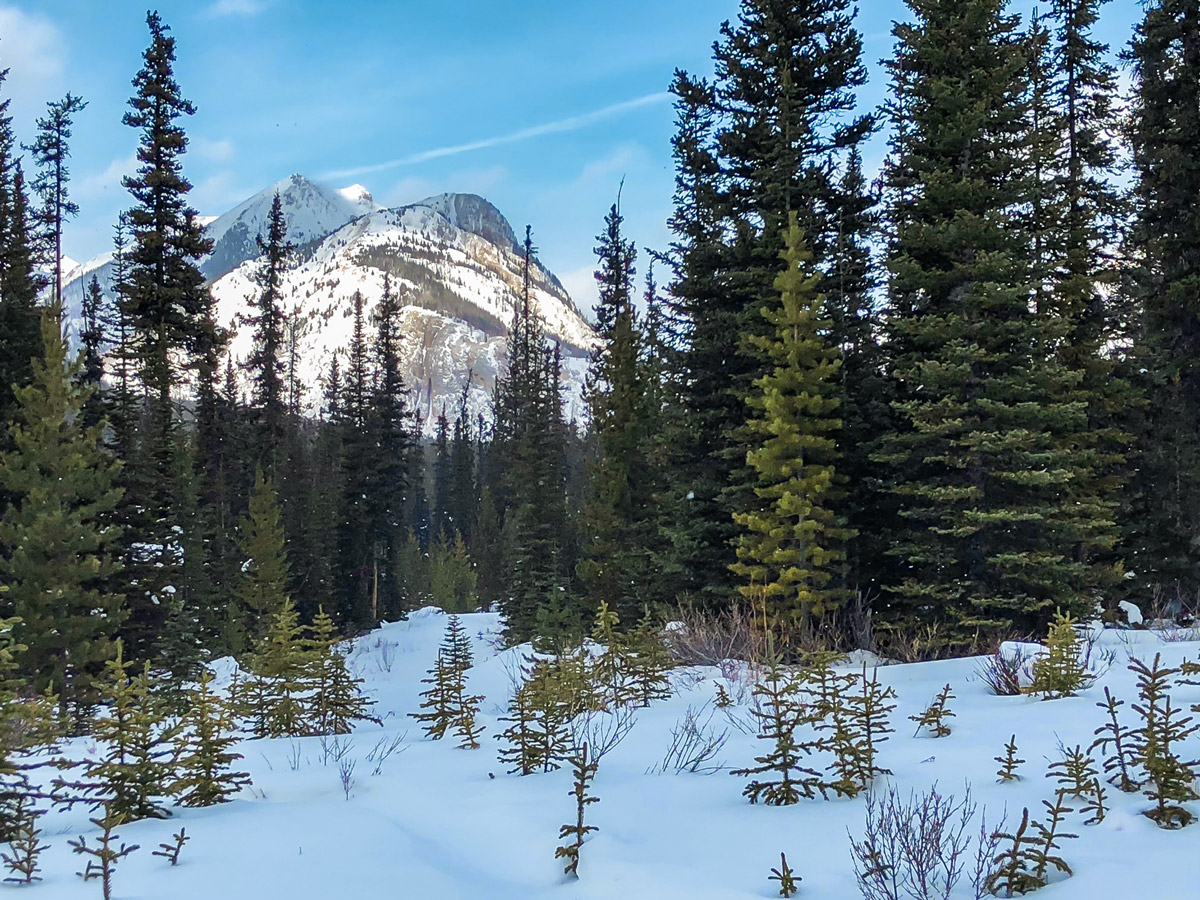 Sunny day on Mt Shark XC ski trail near Kananaskis and Canmore in the Canadian Rockies