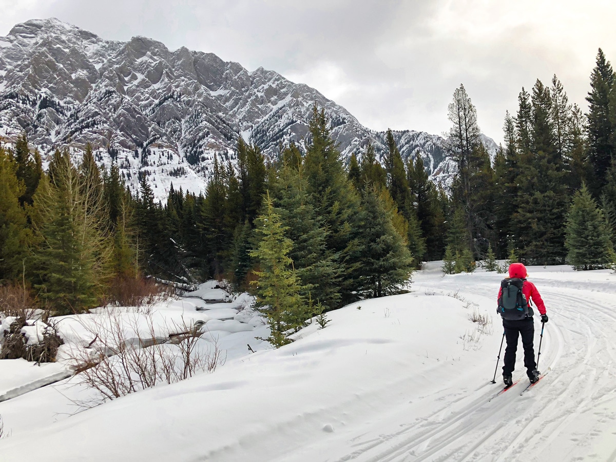 Tracks on Pocaterra XC ski trail near Kananaskis and Canmore