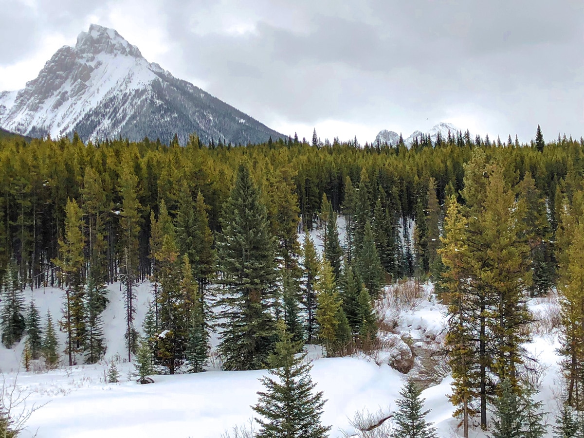 Snowy path of Pocaterra XC ski trail near Kananaskis and Canmore