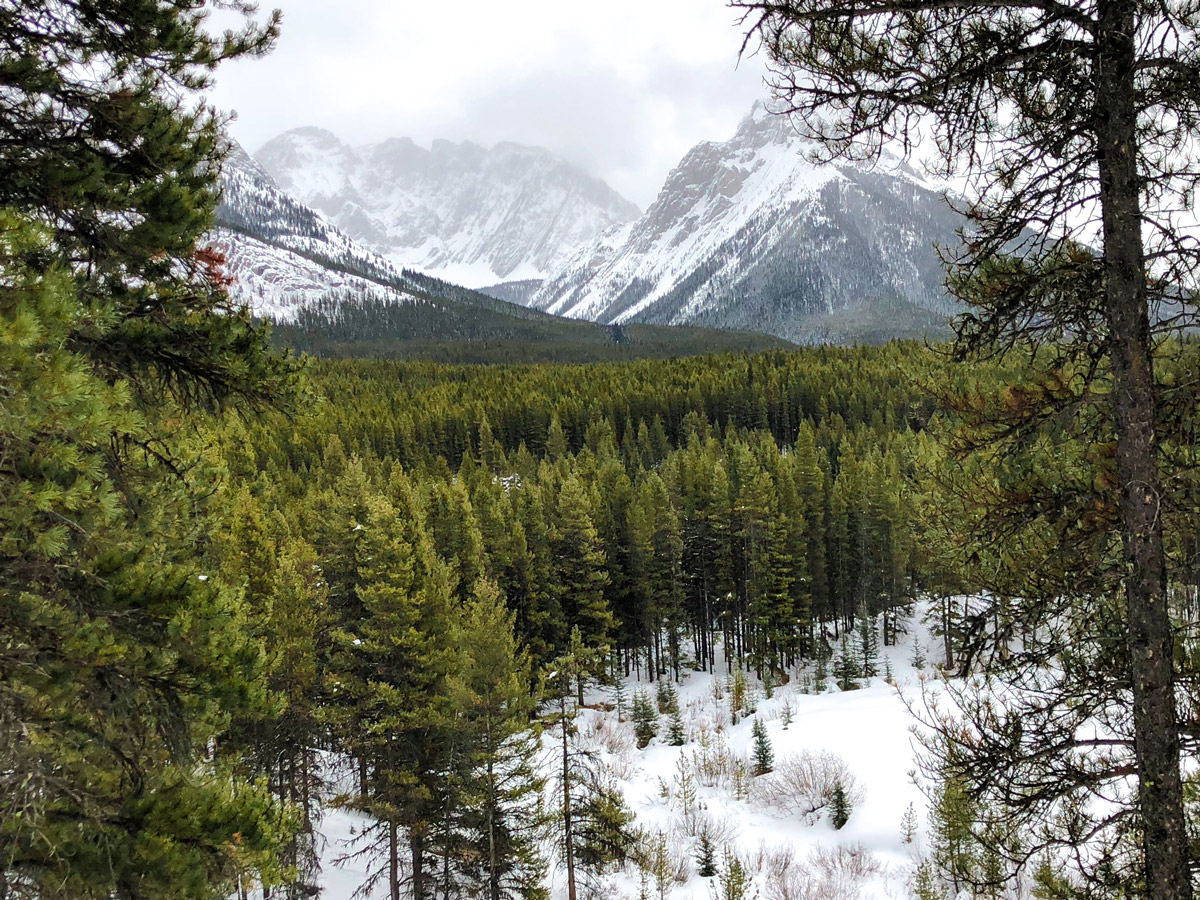 Forests and mountains on Pocaterra XC ski trail near Kananaskis and Canmore