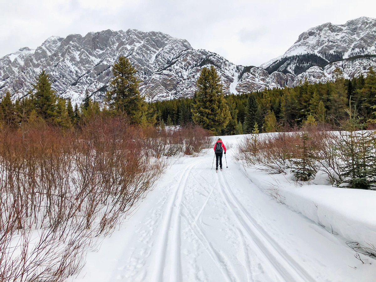 Wide path of Pocaterra XC ski trail near Kananaskis and Canmore