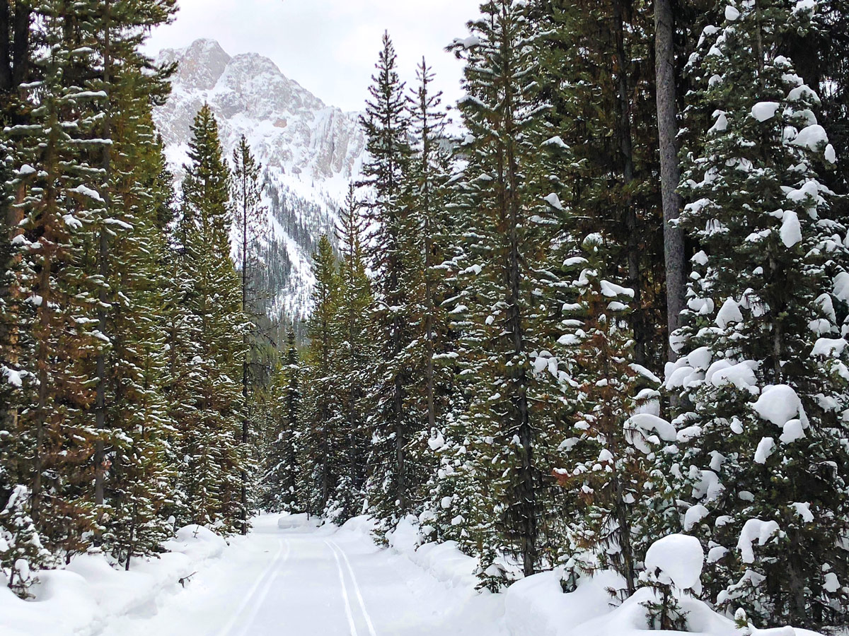 Skiing through the forest on Pocaterra XC ski trail near Kananaskis and Canmore