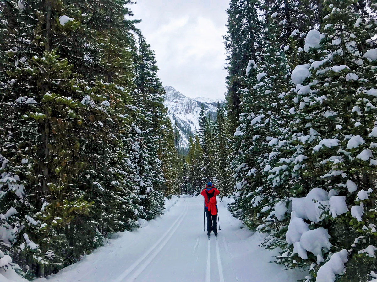 Heavy snow on Pocaterra XC ski trail near Kananaskis and Canmore