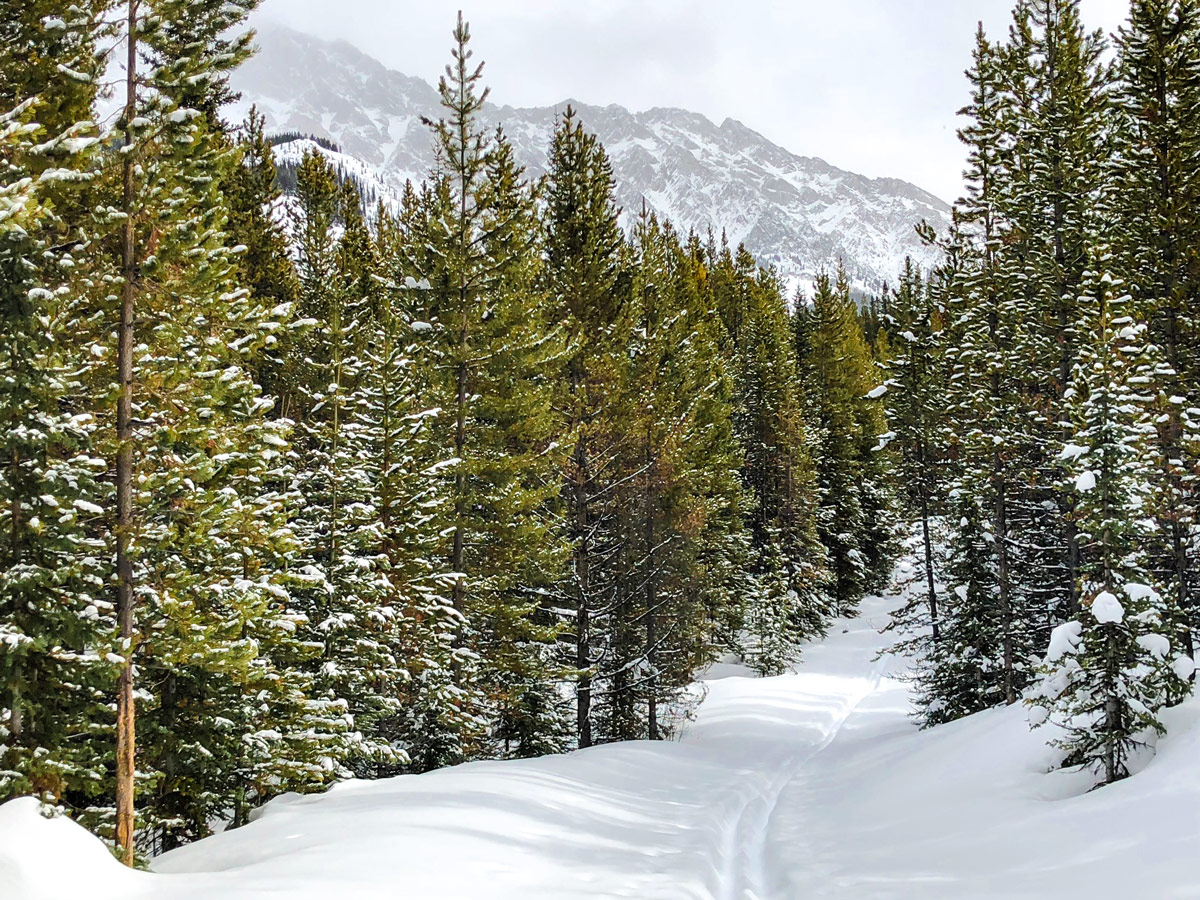 Beautiful views on Pocaterra XC ski trail near Kananaskis and Canmore