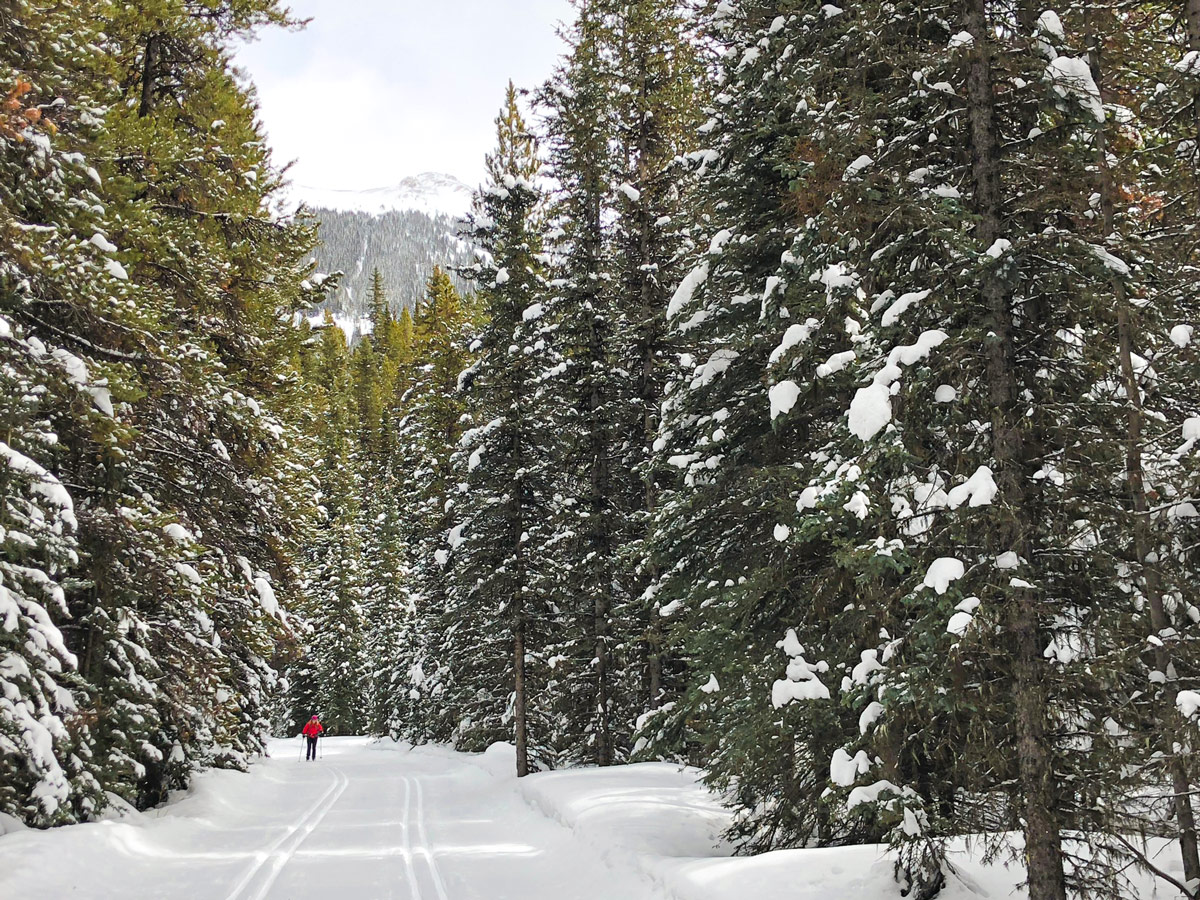 Skiing through the woods on Pocaterra XC ski trail near Kananaskis and Canmore