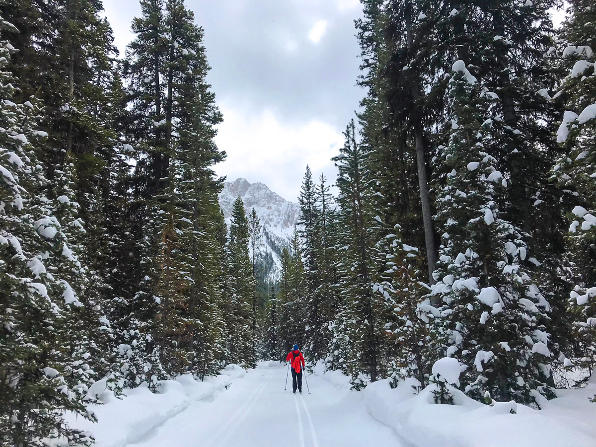 Mountains and forests on Pocaterra XC ski trail near Kananaskis and Canmore