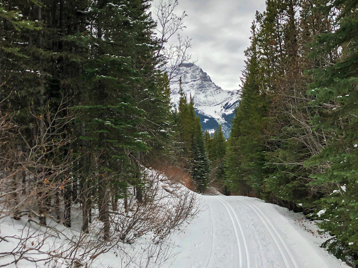 Skiing through the forest on Ribbon Creek XC ski trail near Kananaskis and Canmore