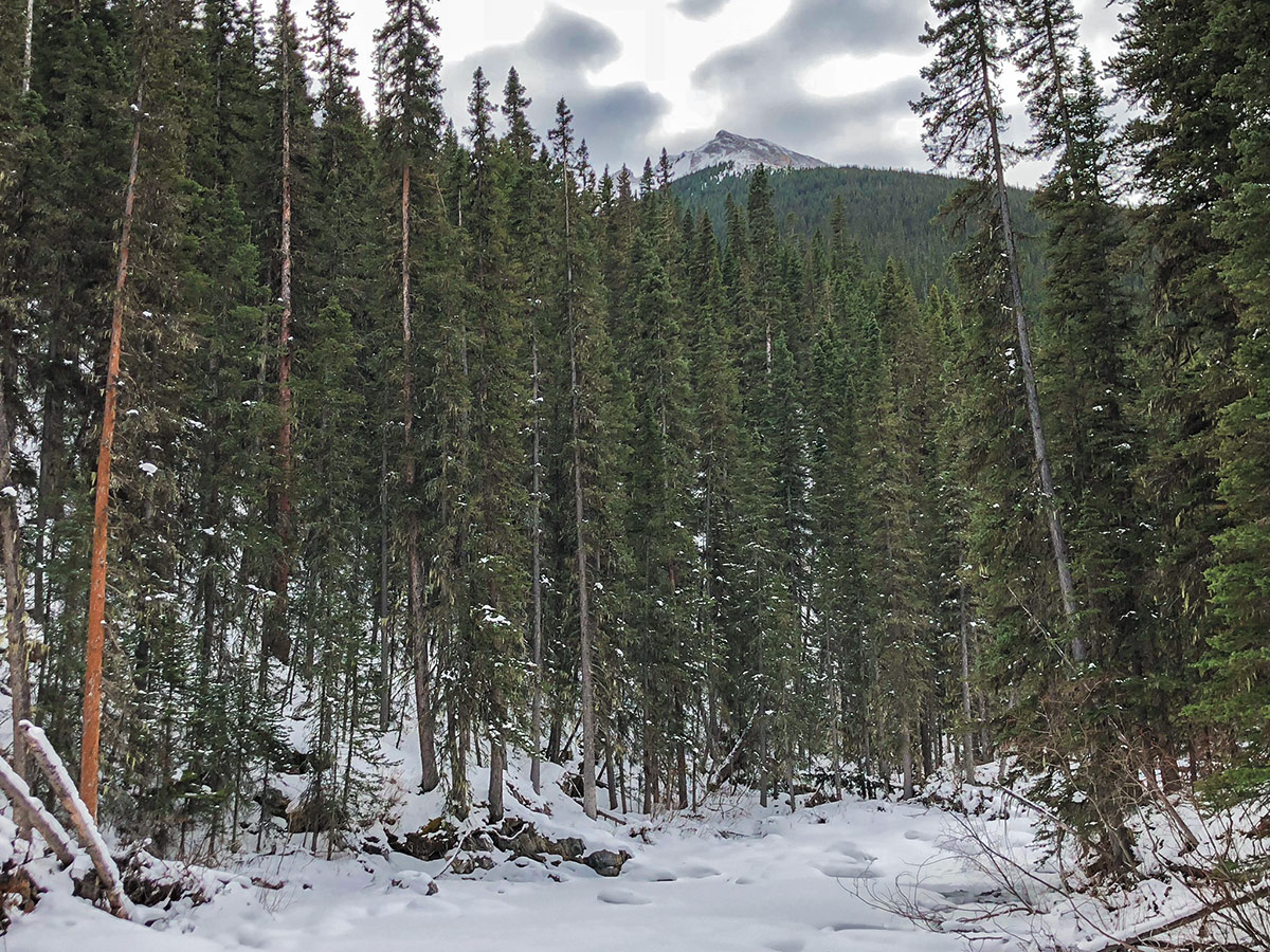 Path through woods on Ribbon Creek XC ski trail near Kananaskis and Canmore