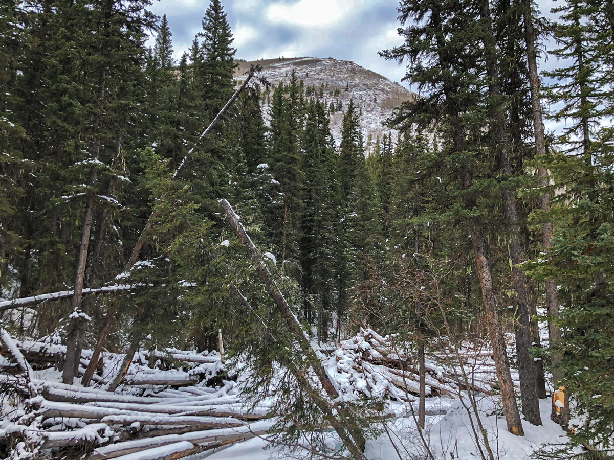 Fallen trees on Ribbon Creek XC ski trail near Kananaskis and Canmore