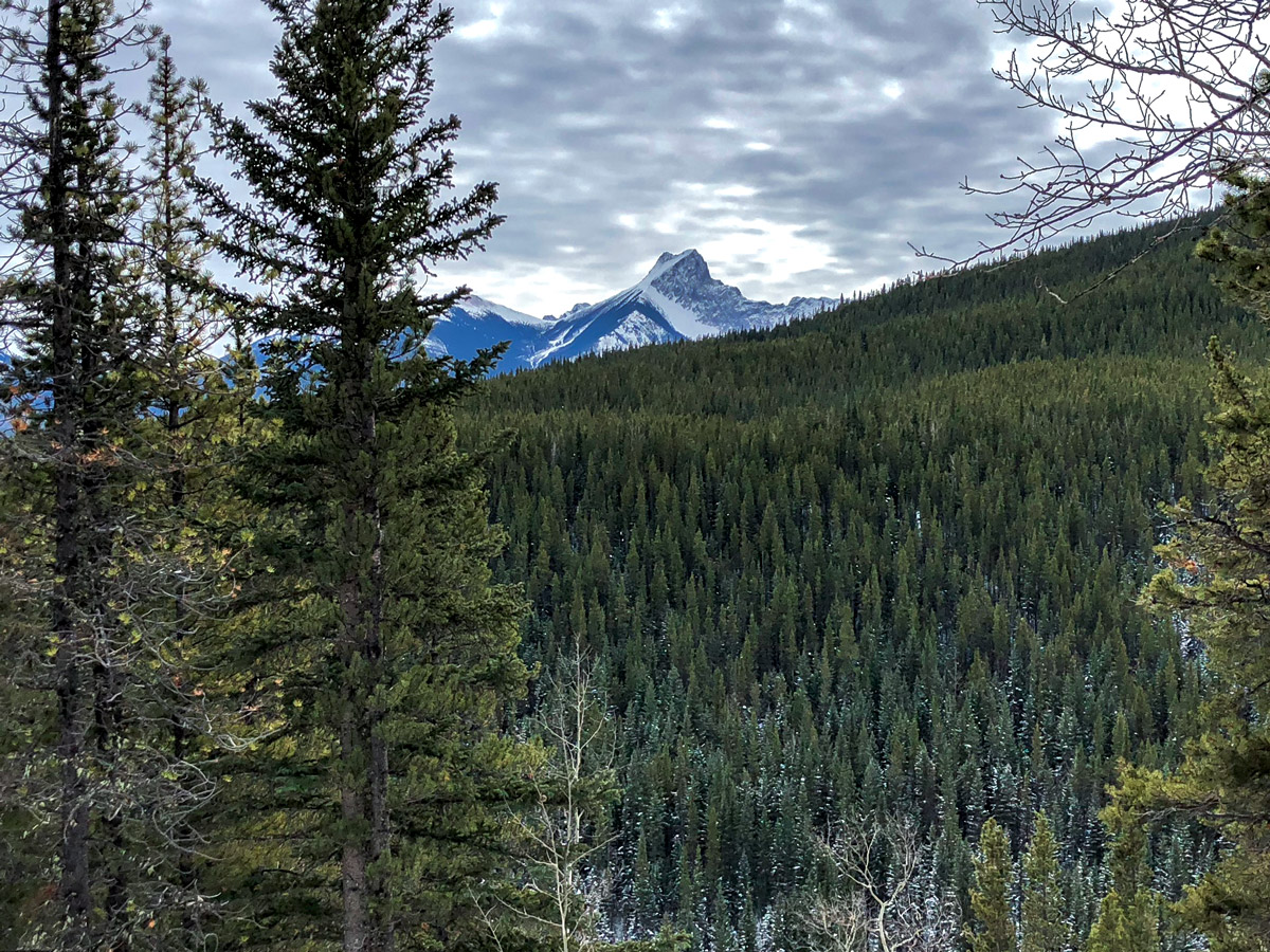 Vast forests on Ribbon Creek XC ski trail near Kananaskis and Canmore