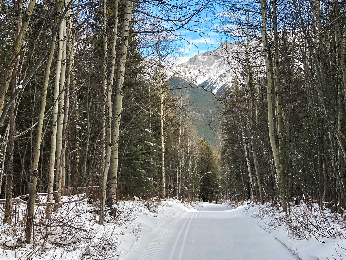 Winter views on Ribbon Creek XC ski trail near Kananaskis and Canmore