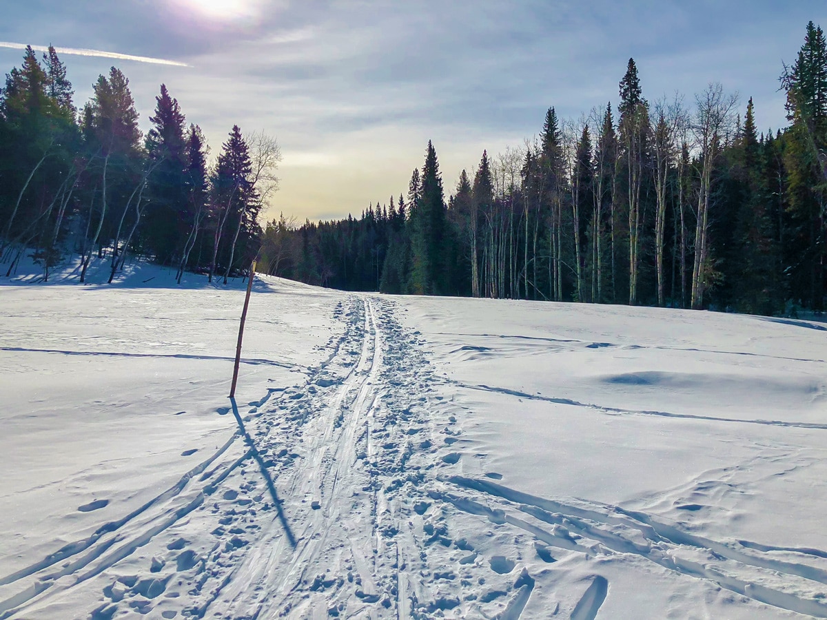 Winter views on Sandy McNabb XC ski trail in Sheep River Provincial Park near Kananaskis