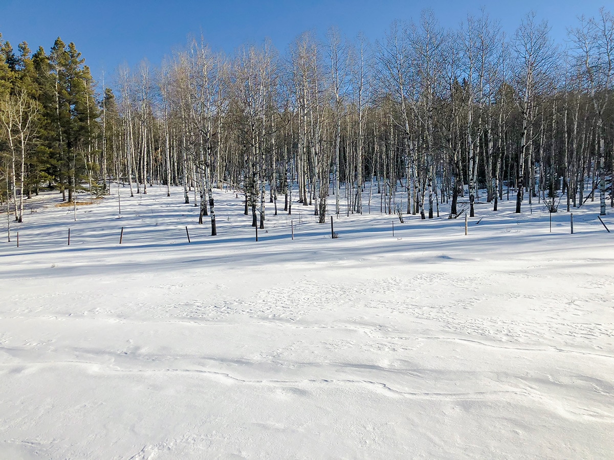 Beginning of Sandy McNabb XC ski trail in Sheep River Provincial Park near Kananaskis