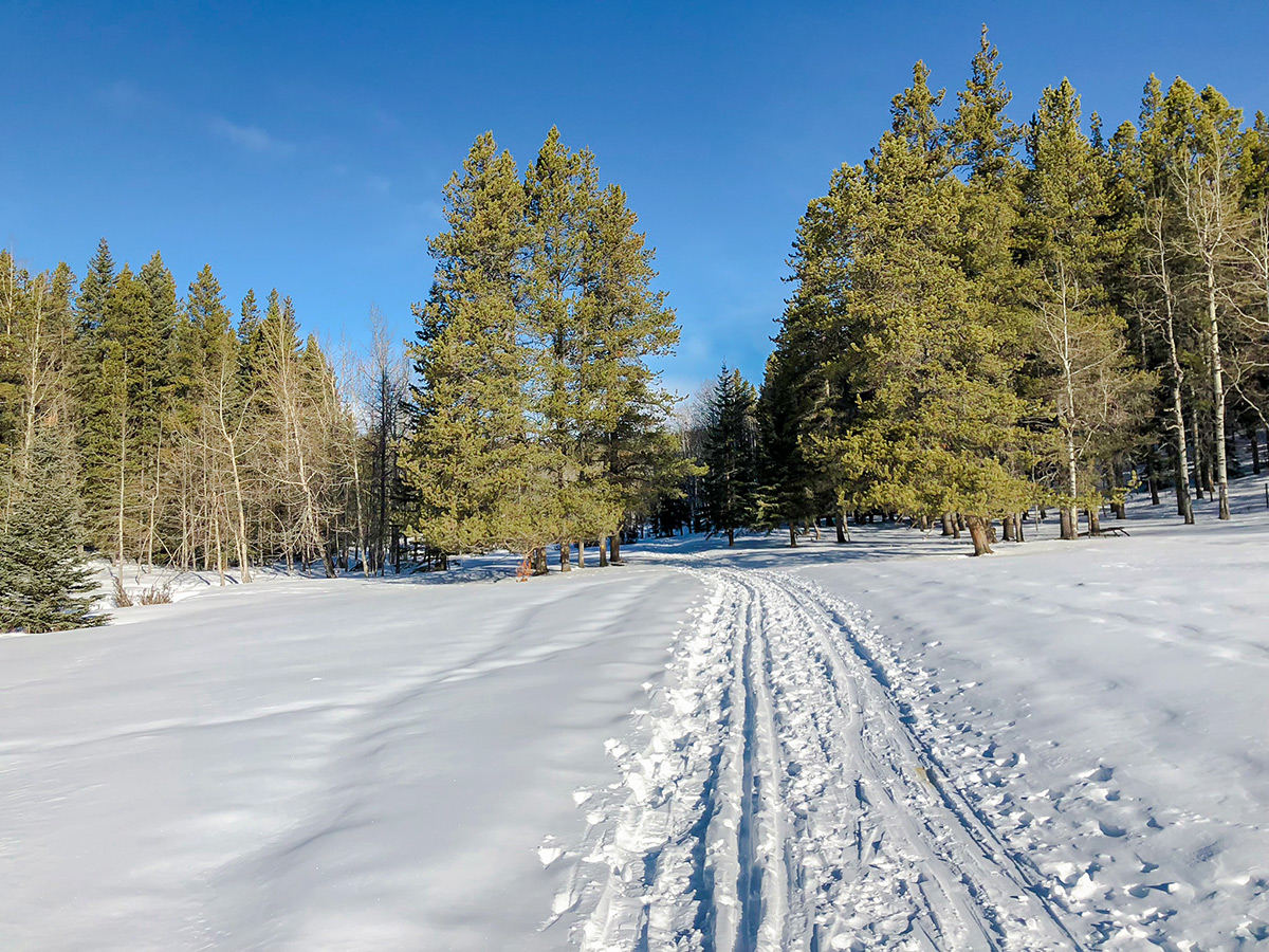 Path through woods on Sandy McNabb XC ski trail in Sheep River Provincial Park near Kananaskis