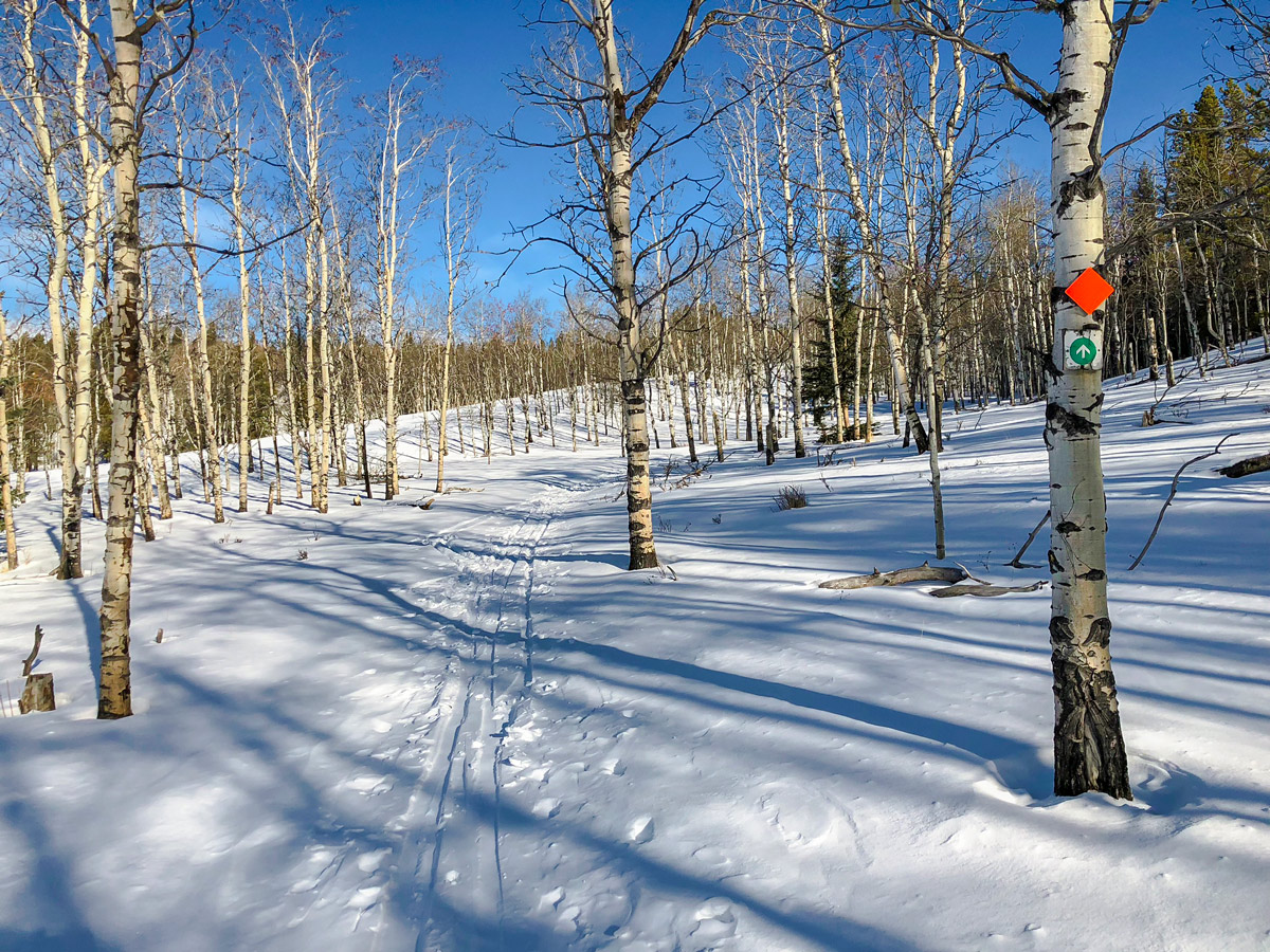 Winter trail of Sandy McNabb XC ski trail in Sheep River Provincial Park near Kananaskis