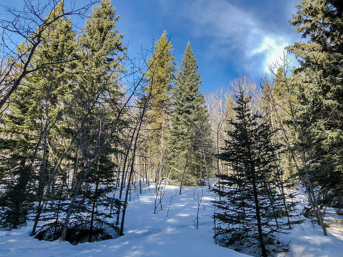 Forest path on Sandy McNabb XC ski trail in Sheep River Provincial Park near Kananaskis