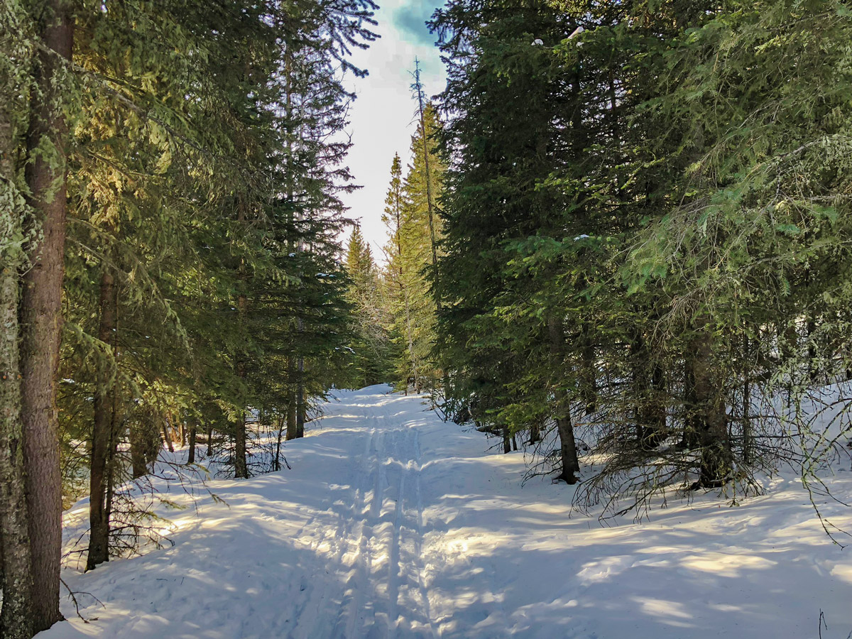 Tight path on Sandy McNabb XC ski trail in Sheep River Provincial Park near Kananaskis