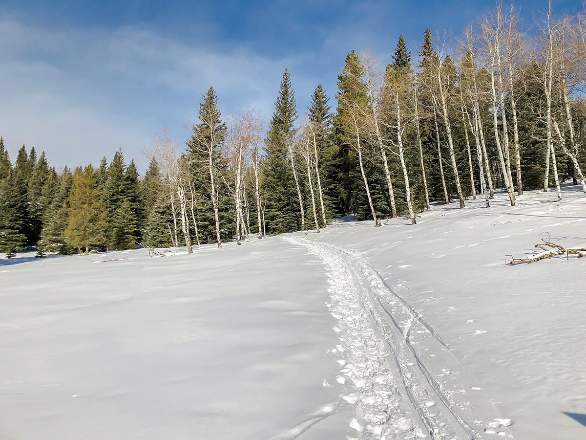 Open views on Sandy McNabb XC ski trail in Sheep River Provincial Park near Kananaskis