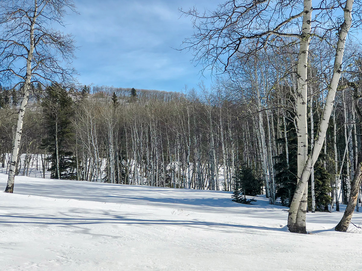 Winter scenery on Sandy McNabb XC ski trail in Sheep River Provincial Park near Kananaskis