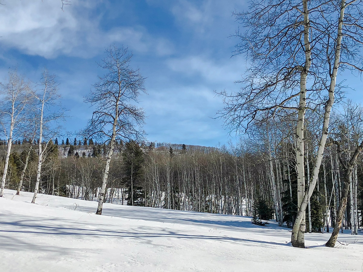 Rolling hills on Sandy McNabb XC ski trail in Sheep River Provincial Park near Kananaskis