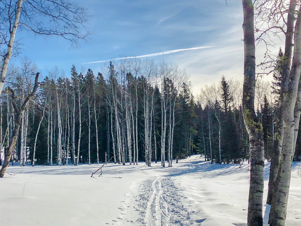 Sandy McNabb XC skiing trail