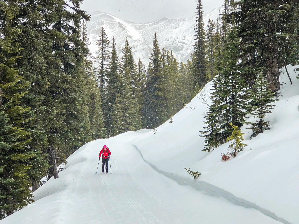 Beautiful Skogan Pass XC ski trail near Kananaskis in the Canadian Rockies