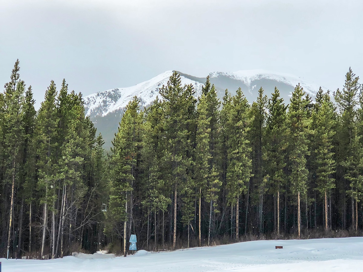 Entry through the woods on Skogan Pass XC ski trail near Kananaskis in the Canadian Rockies