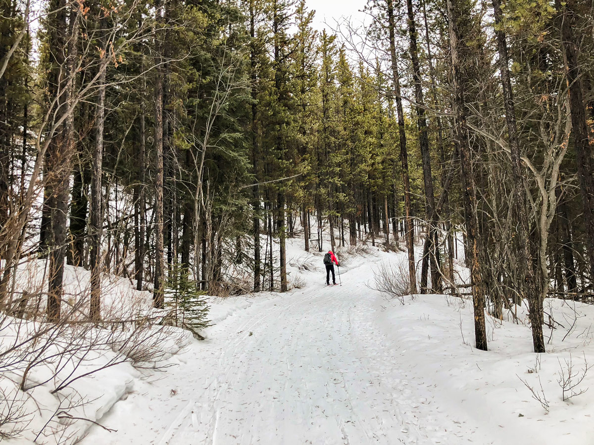 Starting Skogan Pass XC ski trail near Kananaskis in the Canadian Rockies