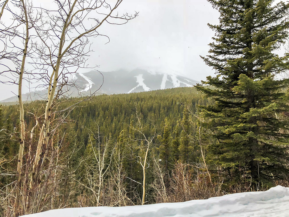 Path near Nakiska on Skogan Pass XC ski trail near Kananaskis in the Canadian Rockies