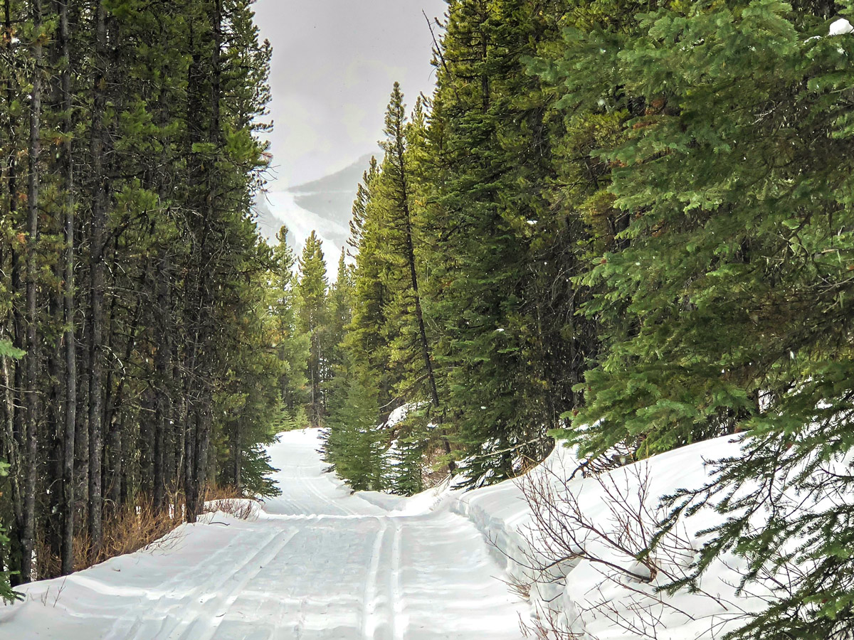 Winter views on Skogan Pass XC ski trail near Kananaskis in the Canadian Rockies