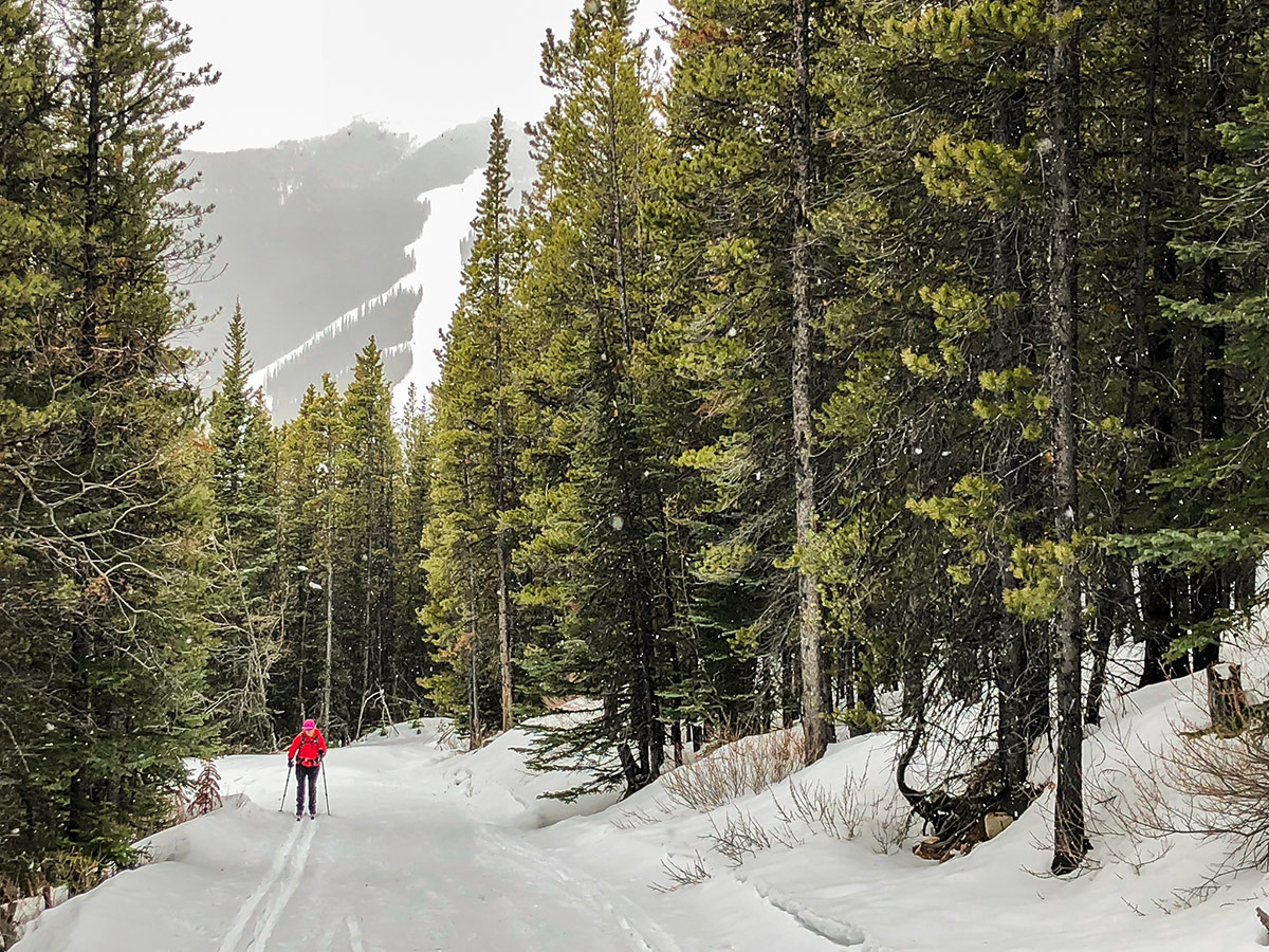 Skiing upon Skogan Pass XC ski trail near Kananaskis in the Canadian Rockies