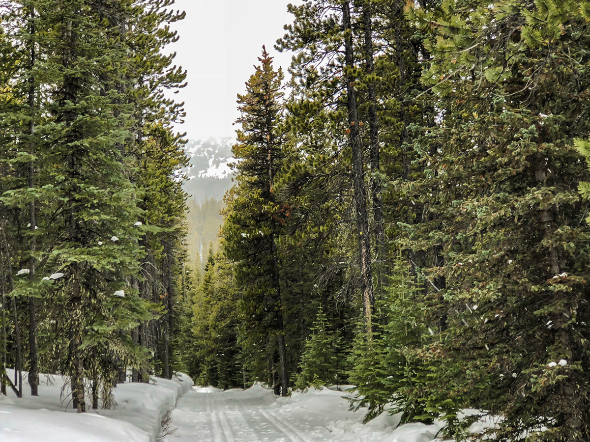 Beautiful snow on Skogan Pass XC ski trail near Kananaskis in the Canadian Rockies