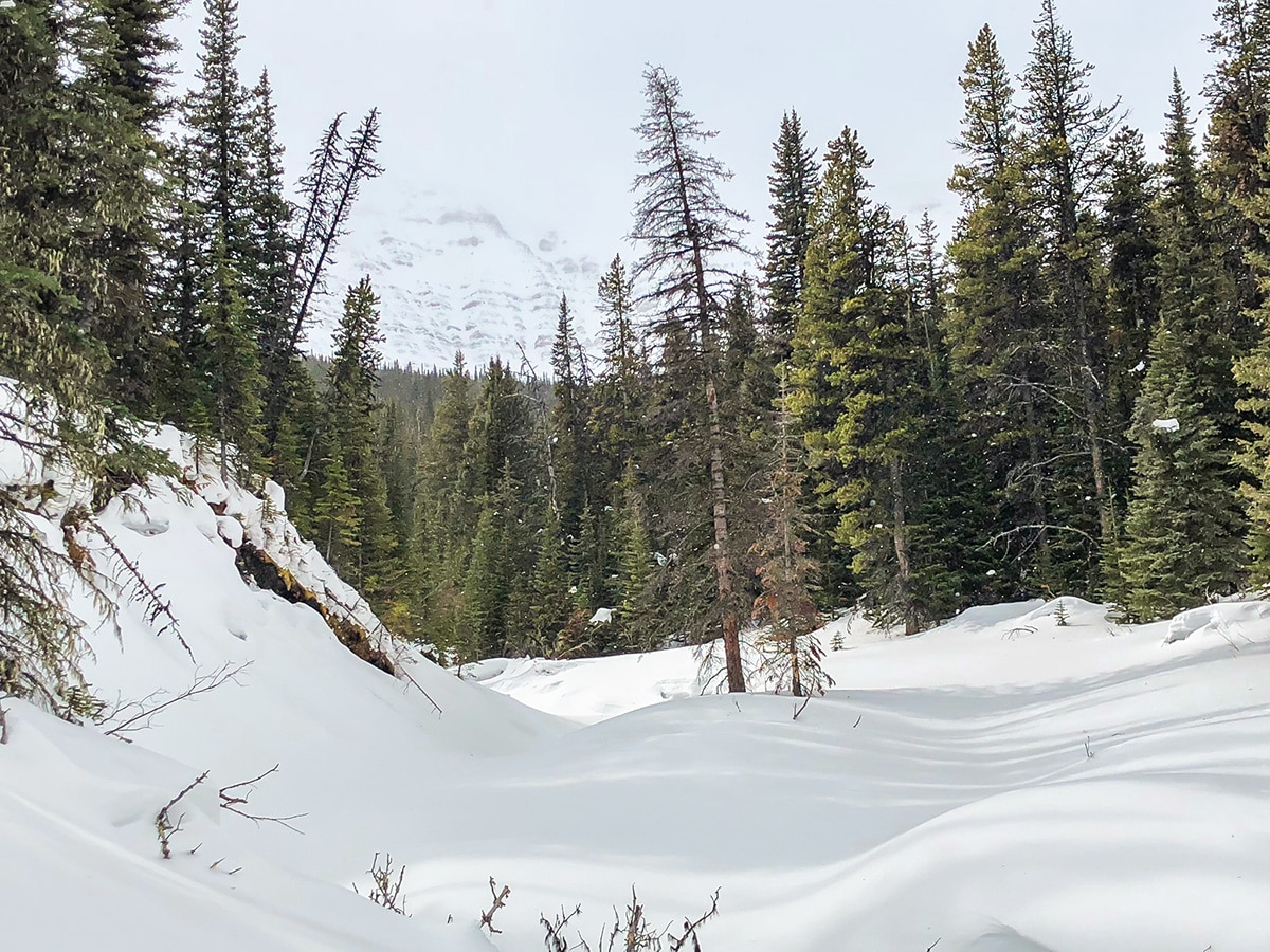 Stunning views on Skogan Pass XC ski trail near Kananaskis in the Canadian Rockies