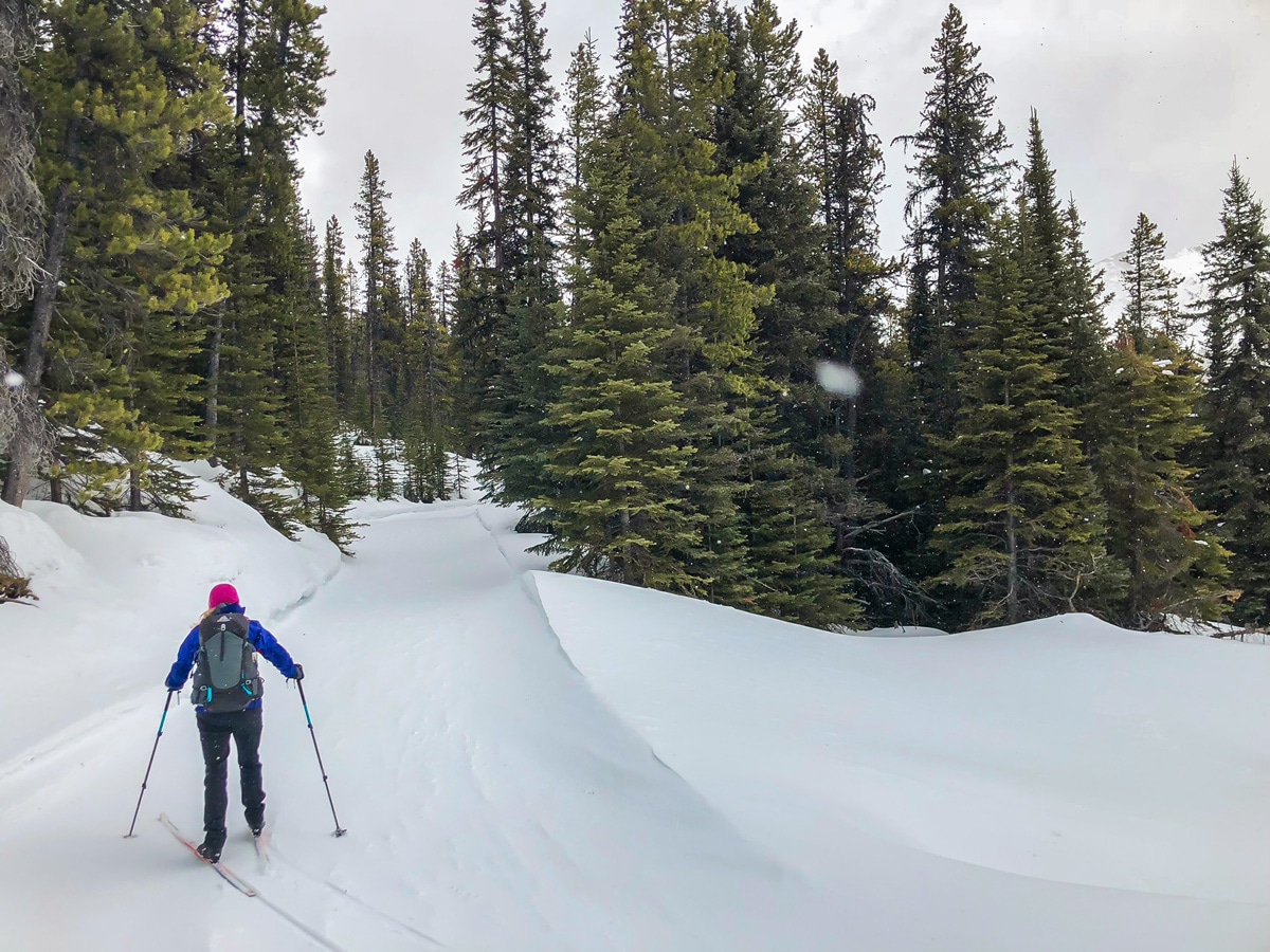 Great winter views on Skogan Pass XC ski trail near Kananaskis in the Canadian Rockies