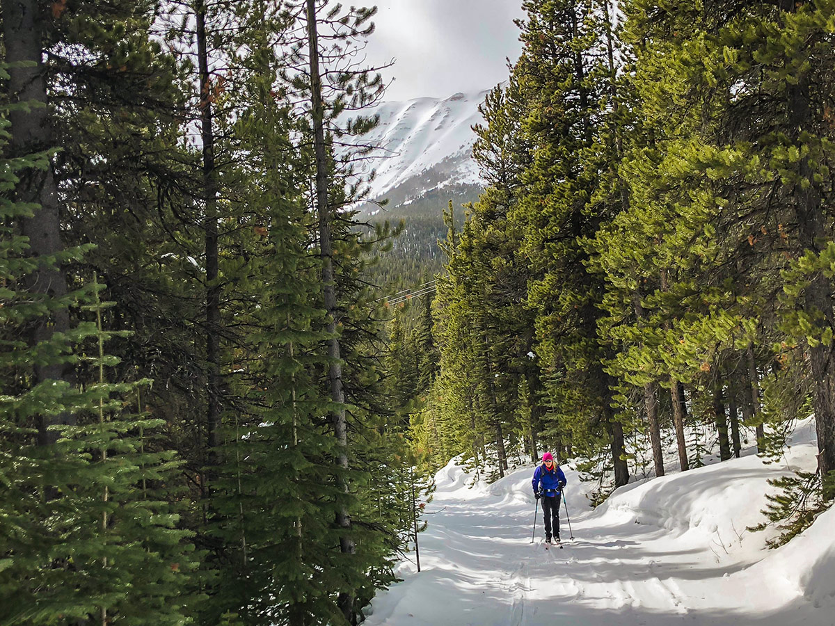 Snowy top of Skogan Pass XC ski trail near Kananaskis in the Canadian Rockies