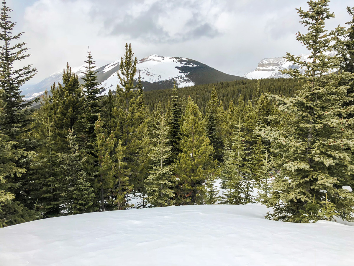 Snow on Skogan Pass XC ski trail near Kananaskis in the Canadian Rockies