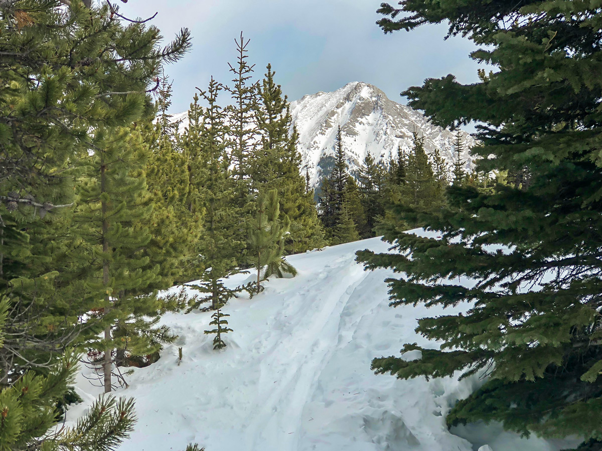 Trail near the top of Skogan Pass XC ski trail near Kananaskis in the Canadian Rockies