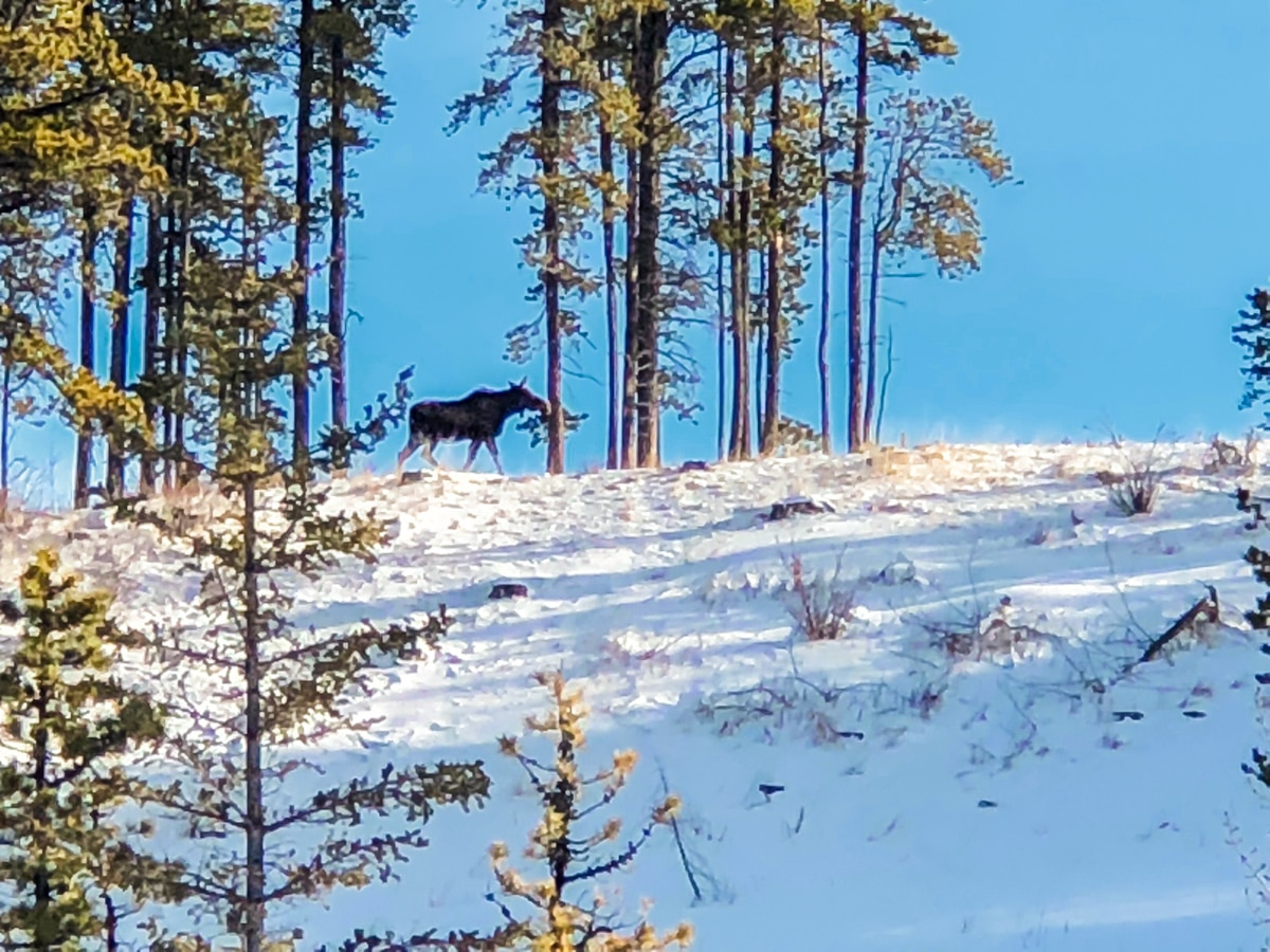 Moose on West Bragg Creek XC ski trail near Kananaskis, the Canadian Rockies