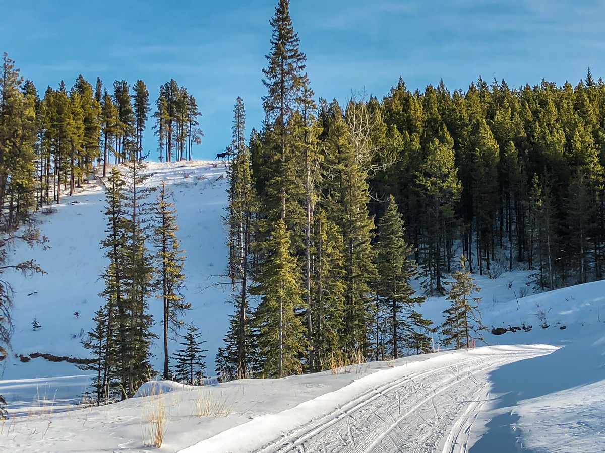 Fauna on West Bragg Creek XC ski trail near Kananaskis, the Canadian Rockies