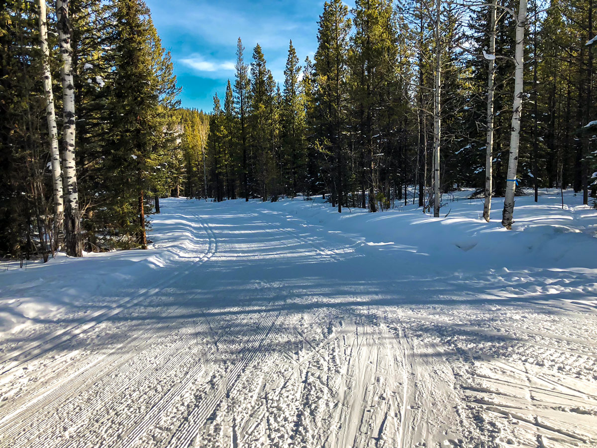 Path through the forest on West Bragg Creek XC ski trail near Kananaskis, the Canadian Rockies