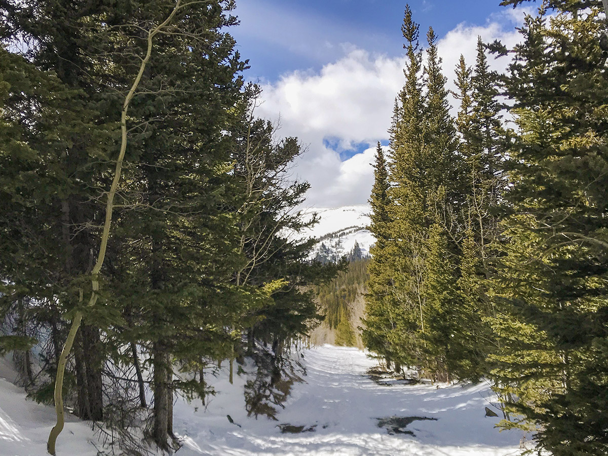 Trail through the woods on Caribou Hill snowshoe trail in Indian Peaks, Colorado