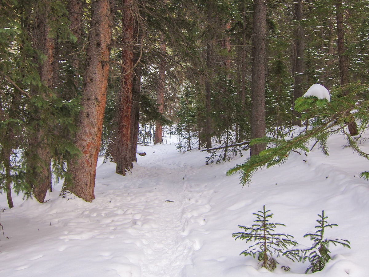 Path through the snow on Dot snowshoe trail in Indian Peaks, Colorado