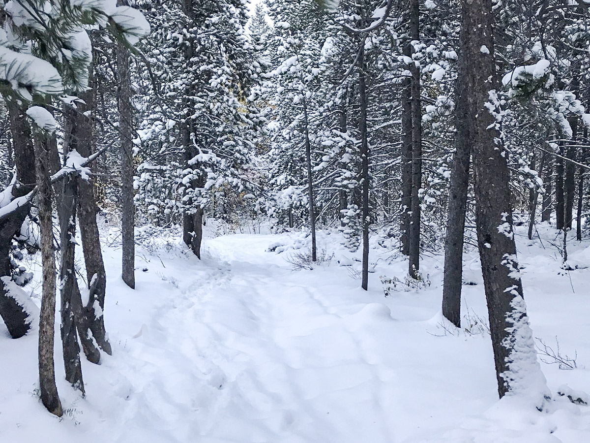 Heavy snow on Dot snowshoe trail in Indian Peaks, Colorado