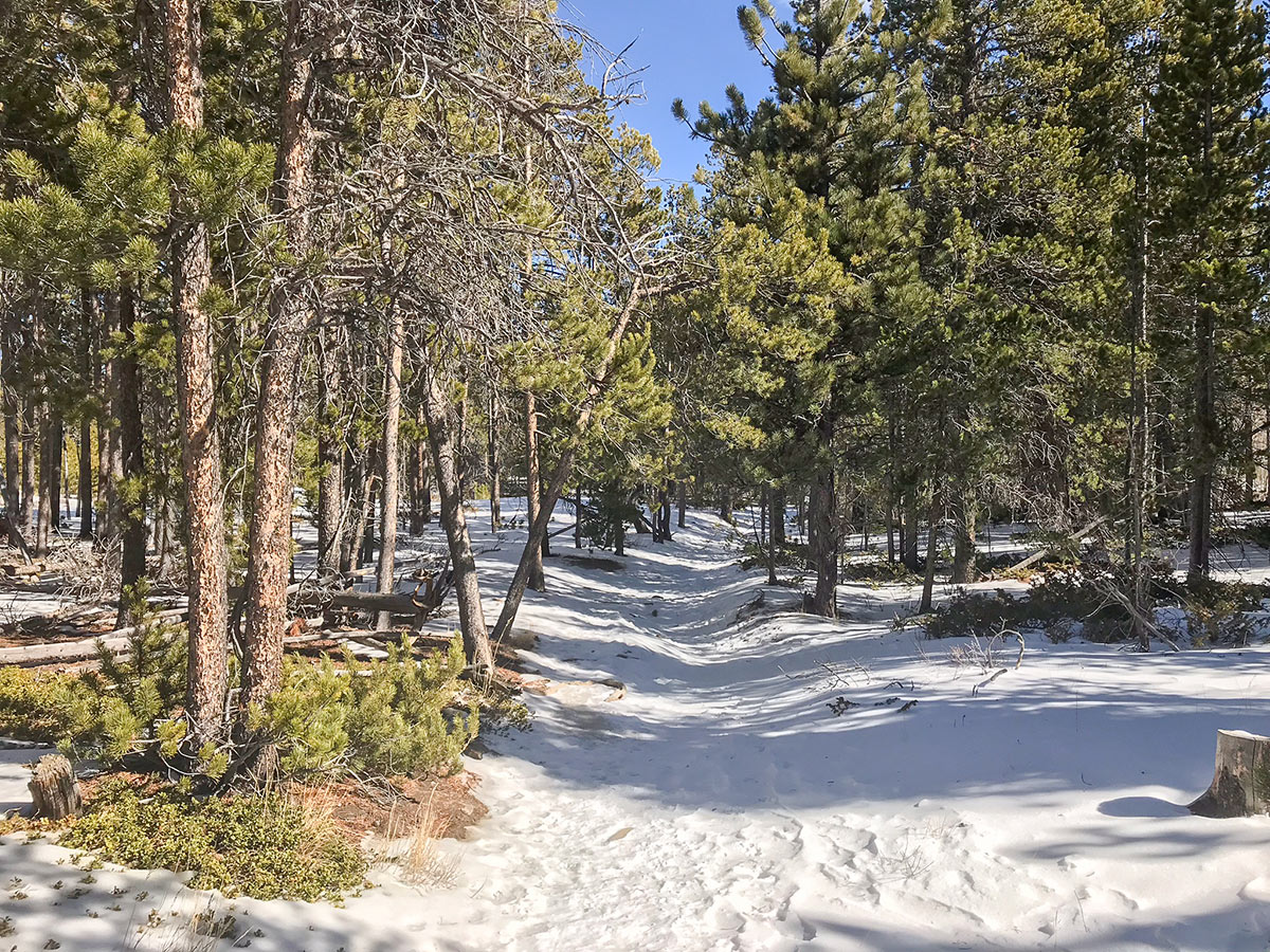 Beautiful path through the forest on Dot snowshoe trail in Indian Peaks, Colorado